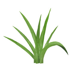 Citronella hand drawn illustration, isolated on white background