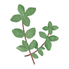 Peppermint hand drawn illustration, isolated on white background