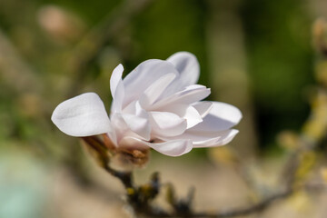 white magnolia flower in spring