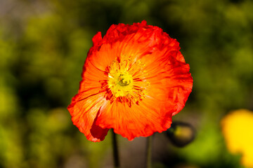 Red poppy flower with bee in spring