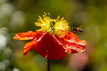 Red poppy flower with bee in spring