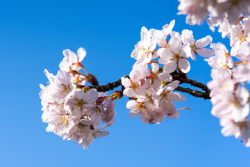cherry blossoms in spring