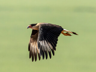 The northern crested caracara (Caracara cheriway), also called the northern caracara and crested caracara, is a bird of prey in the family Falconidae.