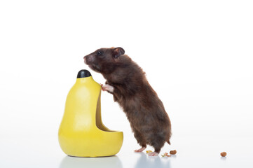 Domestic hamster and his feeder. The hamster is looking for food. Hamster on a white background.