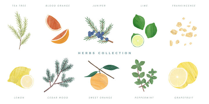 Set of hand drawn herbs illustration, isolated on white background - tea tree, blood orange, juniper, lime, frankincense, lemon, cedar wood, sweet orange, peppermint, grapefruit