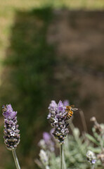 bee on lavender
