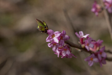 Branch with pink flowers of Daphne mezereum (Mezereon, February daphne, spurge laurel or spurge...