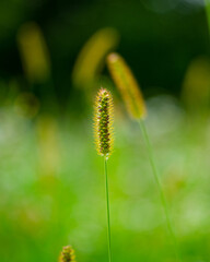 Spikelet of grass on a blurred background of meadows and forests.