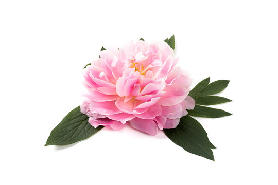 Pink peony flower isolated on white background. Closeup. Copy space.