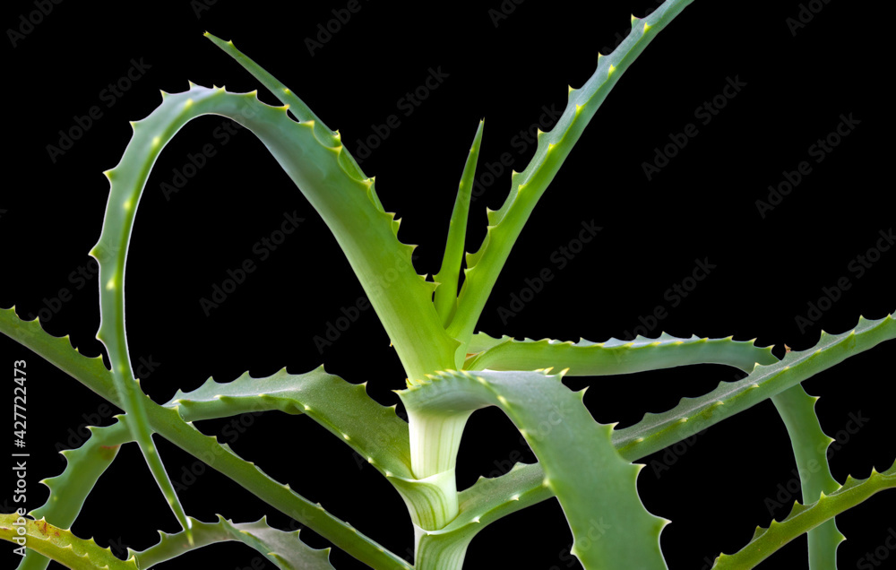 Wall mural aloe vera medicinal plant on black background