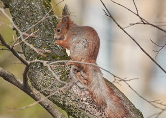 squirrel in the tree