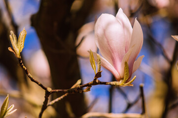 magnolia tree blossom