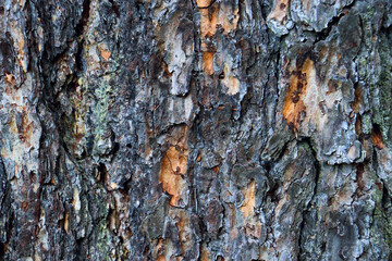 wood tree timber background texture structure backdrop