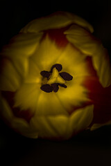 wnętrze tulipana żółto-czerwonego 