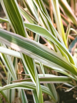 grass background. reed phalaris