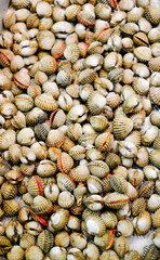 Fresh cockle in the market. cockles seafood, cockles or scallop fresh raw shellfish. 