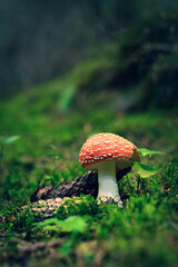 amanita muscaria fly agaric	