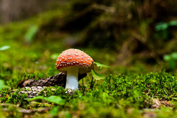 amanita muscaria fly agaric	