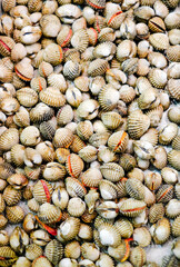 Fresh cockle in the market. cockles seafood, cockles or scallop fresh raw shellfish. 