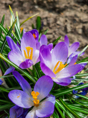 
Spring flowers crocuses