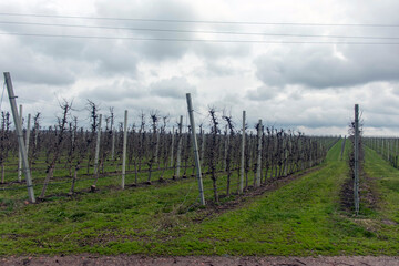 Obraz premium Apple orchard in early spring on a cloudy day