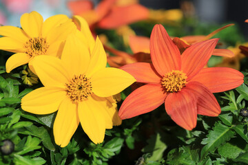 Beautiful blooming bidens in sunny April