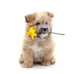 One brown little dog with yellow narcissus.
