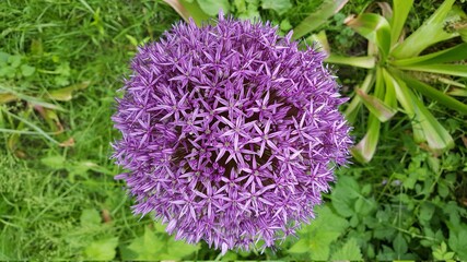 Allium giganteum flower and green gras