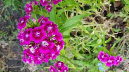 Obraz premium pink pansy close up with green gras