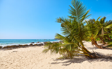 Palm trees on a tropical beach, summer vacation concept, Sri Lanka.
