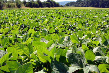 Fototapeta premium The field grows soy