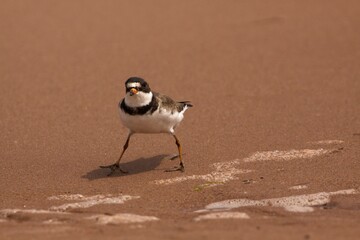 Plover on sand beach