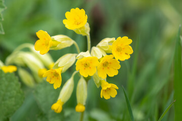 Fototapeta premium Close up of a cowslip (primula veris) flower in a meadow