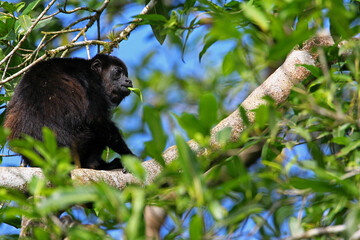 Singe hurleur a manteau (Alouatta palliata)