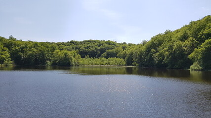 lake with green forest and reed