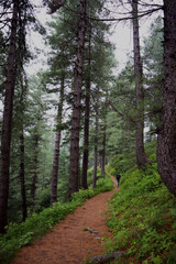 path in the woods.  Hiking Trail in a lush green national park with tall trees.