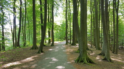 trail through a green forest on a sunny day