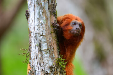 An endangered Golden lion tamarin (Leontopithecus rosalia) perched on a tree in one of the few remaining patches of Atlantic rainforest where they survive, Silva Jardim, Rio de Janeiro state, Brazil	