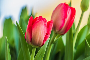 Details of two red tulips in spring. Garden plants in the sunshine. Flowers with textured petals in the front yard. Several flowers with green petals and flower stems