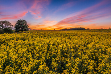 Obraz premium Sunset over a rapeseed field. Landscape in the evening with discolored sky and yellow flowers of the crop. Clouds in the sky. Single trees in the foreground and background