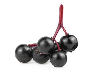 Black elderberry small twig isolated on a white background. Cluster of black elderberry fruit.