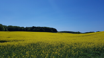 Obraz premium yellow rapeseed field close up