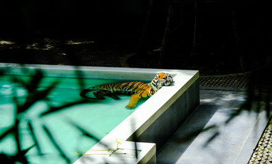 Tiger hides from the heat in the pool