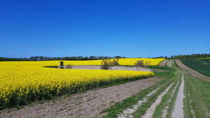 yellow rapeseed field close up