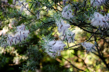 flower in the woods photo