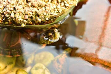 Red-eared tiger turtle in freshwater aquarium.
