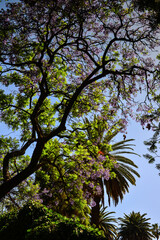 The varied flora of the Plaza 9 de Julio, the main square of the provincial capital of Salta, northwest Argentina