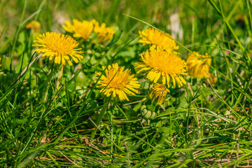 Meadow in spring with ordinary dandelions. Wild meadow flowers in the sunshine. Several yellow flowers of Taraxacum sect. Ruderalia. Green grass on the lawn with opened and closed petals of the flower