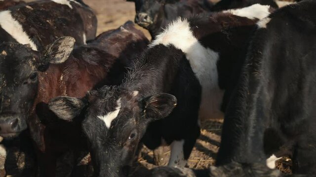 Set of young bulls. Black and white cows on pasture. Herd of ox at summer field