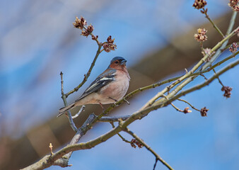The finch on the branch